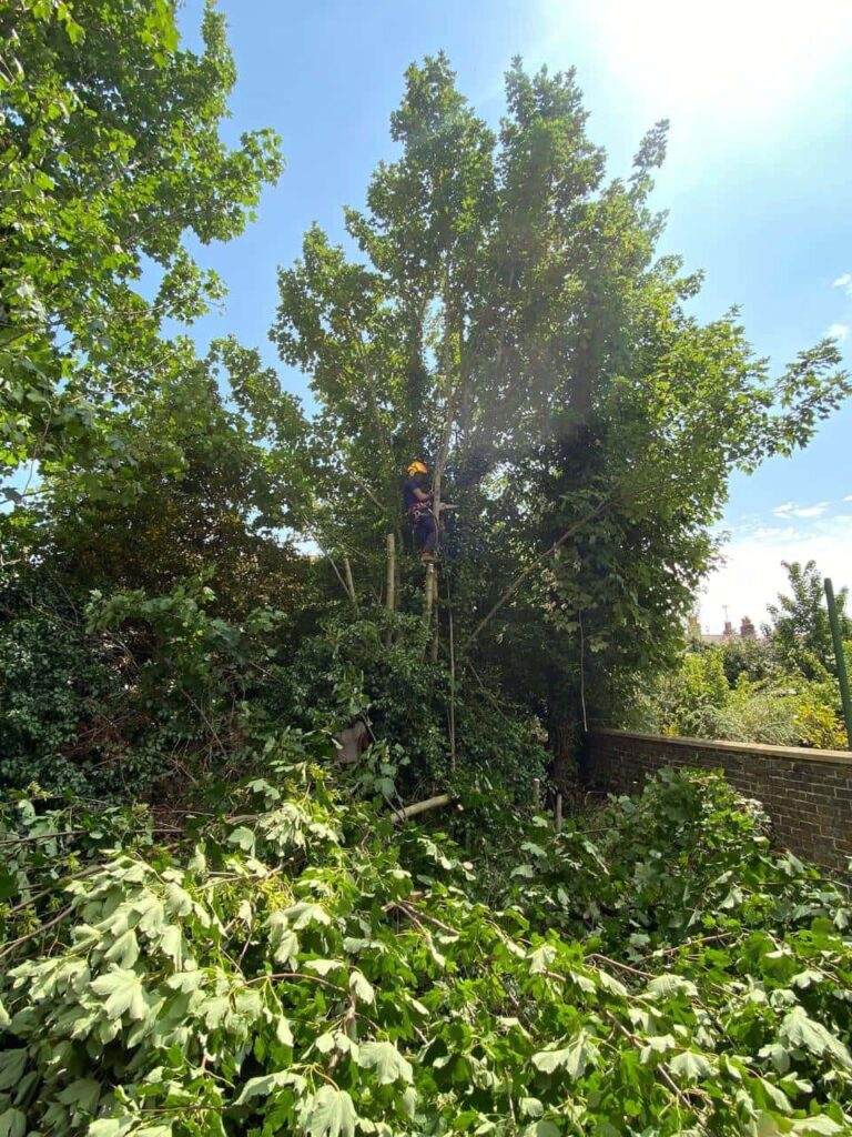 This is a photo of an overgrown garden, where the trees are being felled. There is a tree surgeon standing on the tree cutting the branches off, and there are lots of branches below him that have already been felled. Photo taken by Mundford Tree Surgeons.