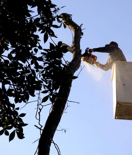 This is a photo of an arborist up a cherry picker, carrying out tree pruning. Photo taken by Mundford Tree Surgeons.