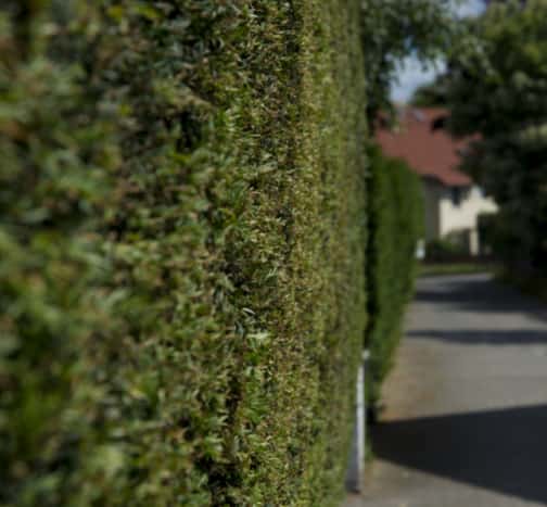 This is a photo of hedge cutting running along the front of a house and the road is also visible. Photo taken by Mundford Tree Surgeons.