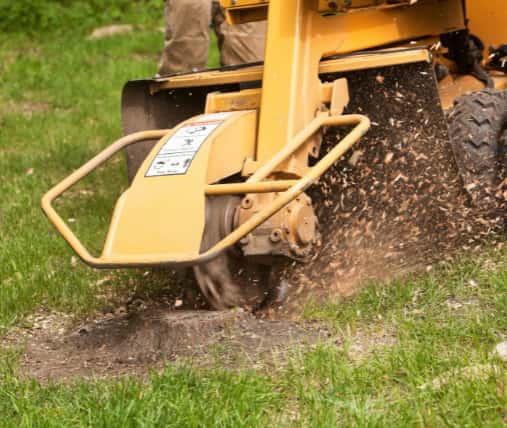 This is a photo of a stump grinding machine being used to remove a tree stump in a field. Photo taken by Mundford Tree Surgeons.