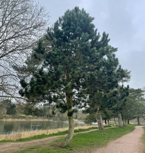 This is a photo of a well groomed tree located in a park, there is a path to the right hand side, and a lake to the left hand side. Photo taken by Mundford Tree Surgeons.