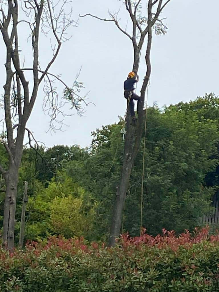 This is a photo of a professional tree surgeon who has climbed a tree, and is removing limbs from it. He is removing the tree completely in sections. Photo taken by Mundford Tree Surgeons.