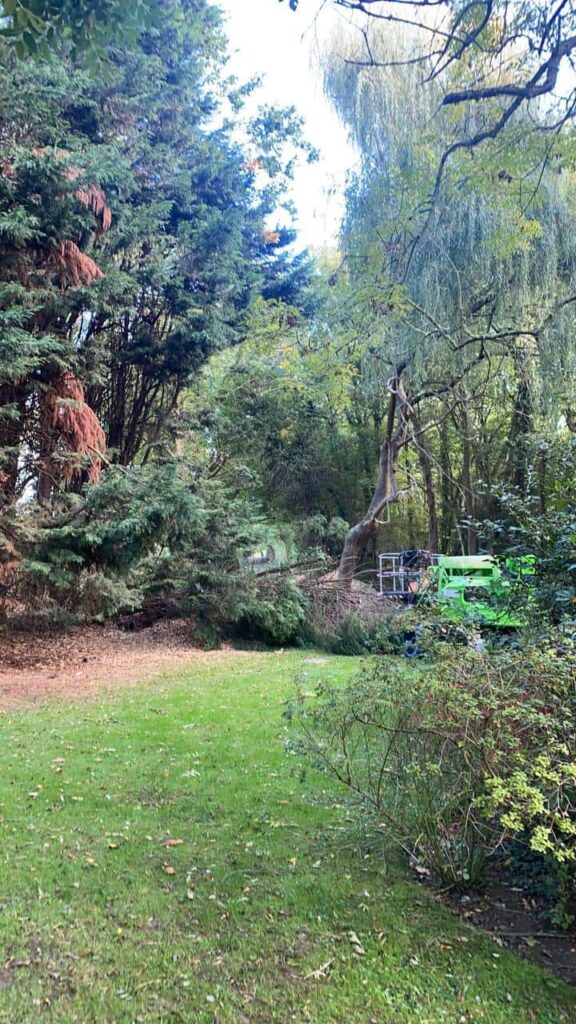 This is a photo of an overgrown garden, with many large trees at the end of it which are being felled. There is a cherry picker in the photo which is being used to gain access. Photo taken by Mundford Tree Surgeons.