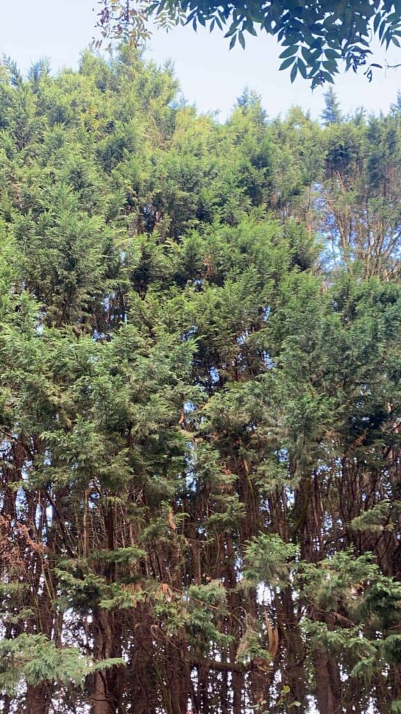 This is a photo of an overgrown garden, with many large trees at the end of it which are being felled. Photo taken by Mundford Tree Surgeons.